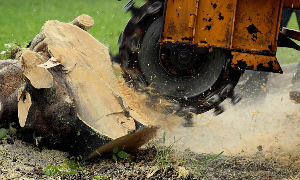 Stump Removal Cirencester Gloucestershire Wiltshire Stump Removal Cirencester Gloucestershire Wiltshire