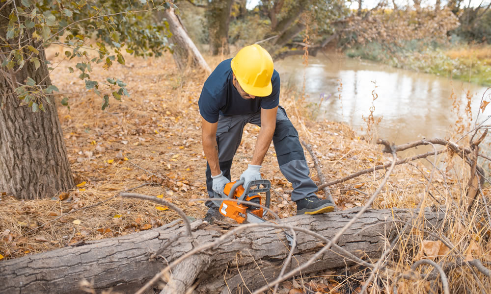 Tree Felling Cirencester Gloucestershire Wiltshire
