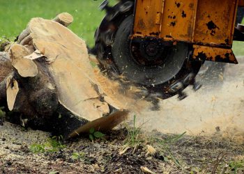 Featured-How-to-remove-a-tree-stump-by-grinding
